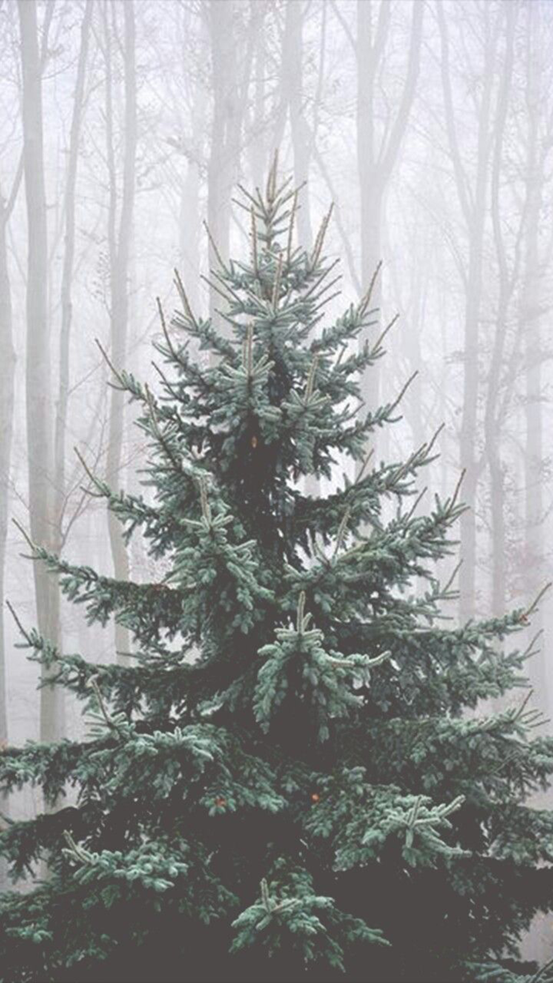 Aesthetic Christmas Wallpaper iPhone