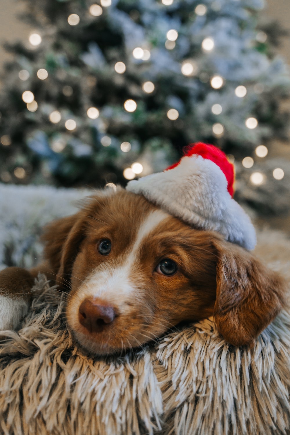Christmas Dog Picture. Download Free Image