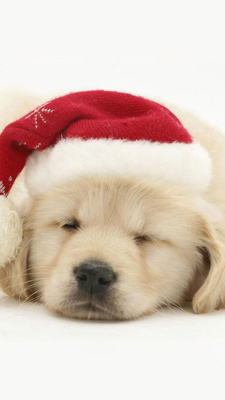 Cute Puppy In Christmas Hat IPhone 6 Wallpaper Download. IPhone Wallpaper, IPad Wallpaper One Stop Download. Christmas Puppy, Puppy Wallpaper, Christmas Dog