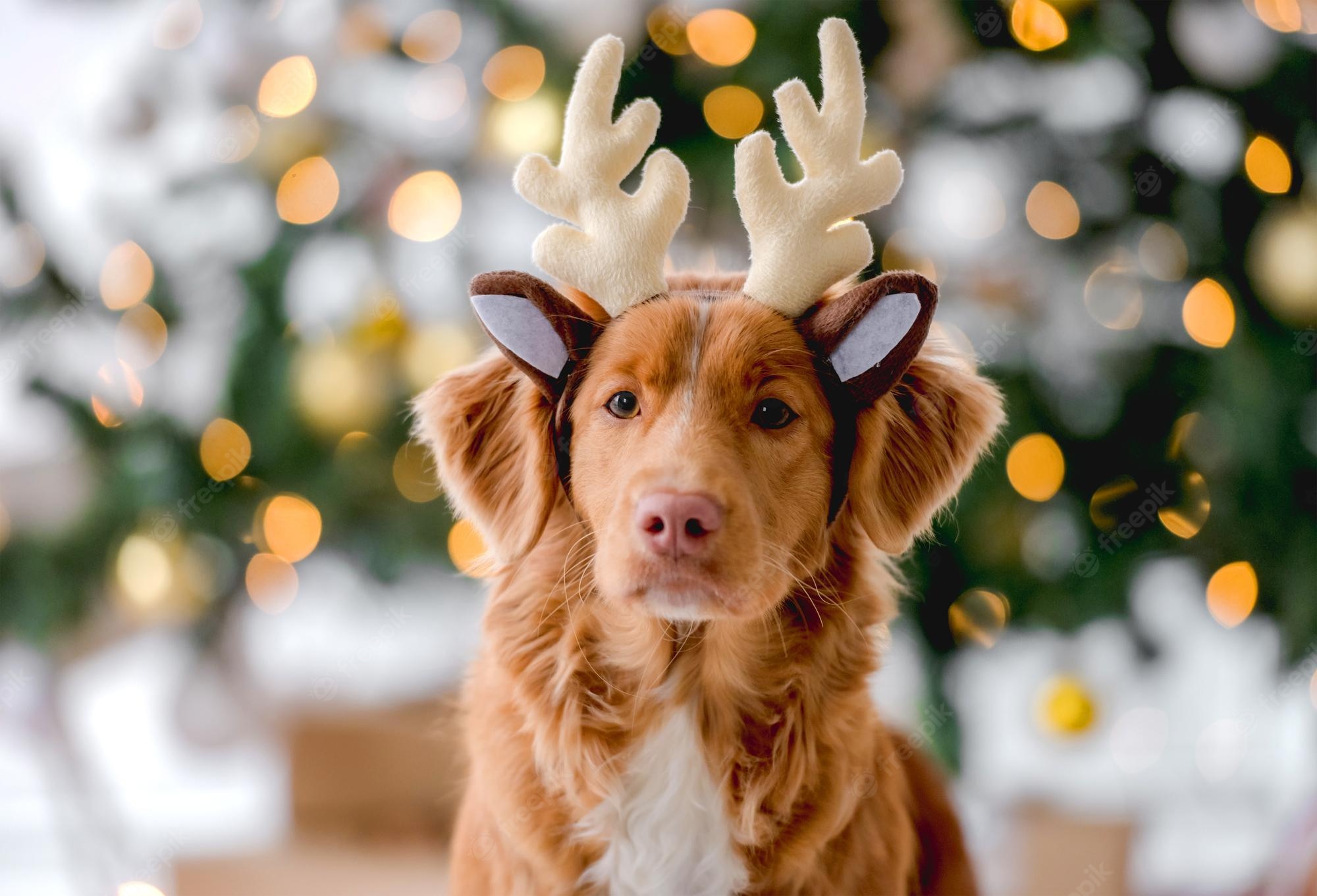 Christmas dog Image. Free Vectors, & PSD