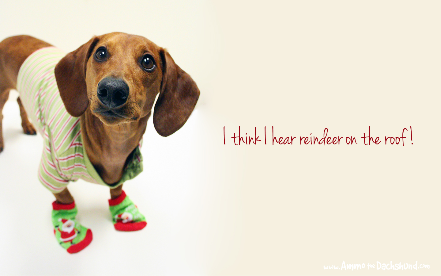 Days of Cheer! Free Holiday Desktop Wallpaper. Ammo the Dachshund