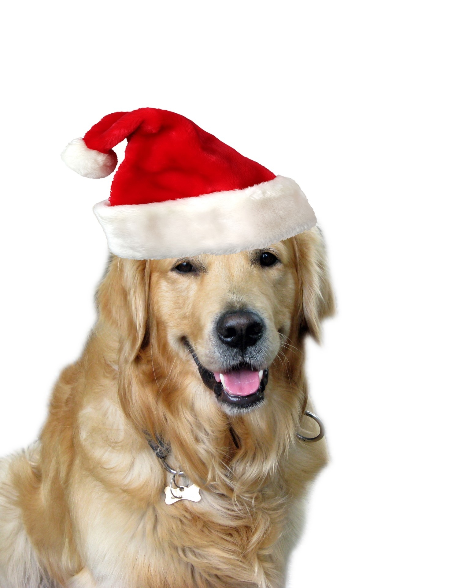 Christmas aesthetic dog Wallpaper Download