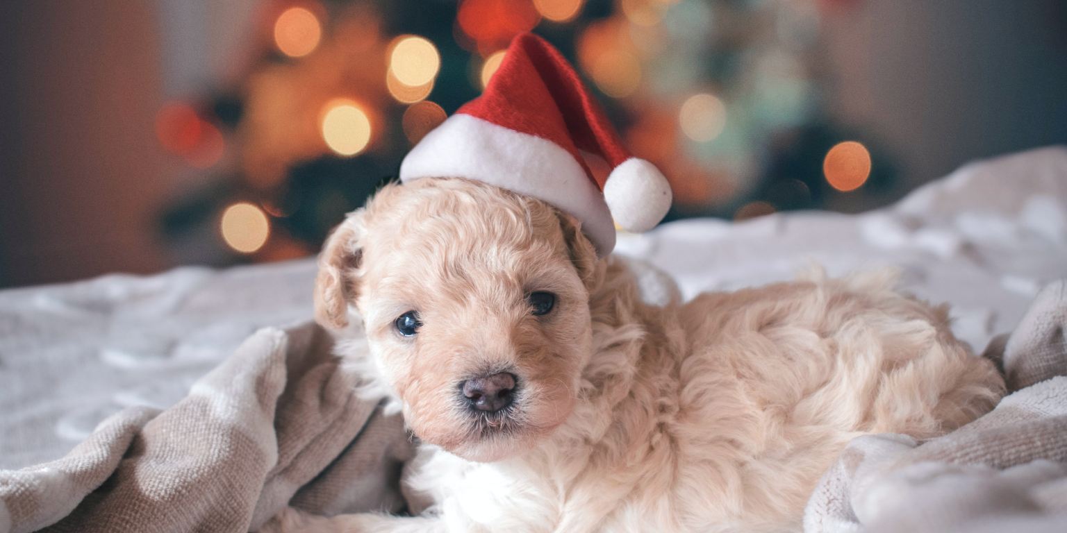 This Year, Consider Spending Christmas With Your Favorite Furry Friend