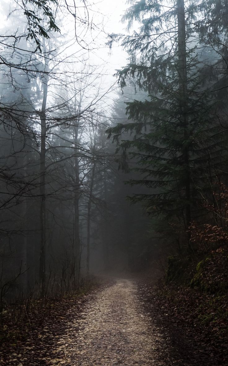 Wallpaper autumn fog walk trees path forest. Foggy forest, Adventure aesthetic, Weather wallpaper
