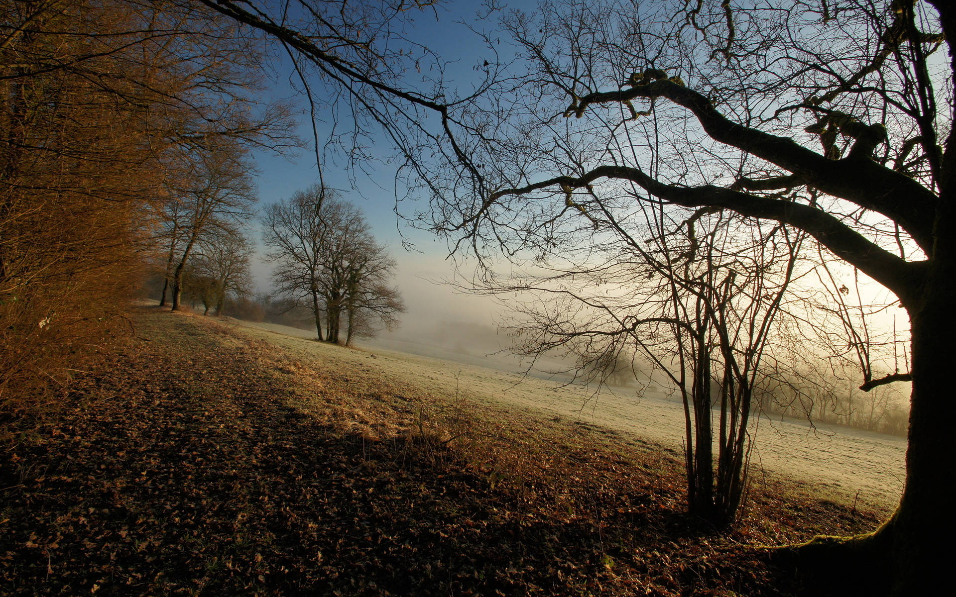 Download 4k Autumn Foggy Morning Wallpaper