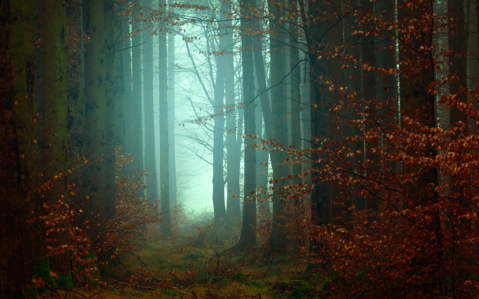 Forest Wallpaper 4K, Fall, Autumn, Foggy, Nature