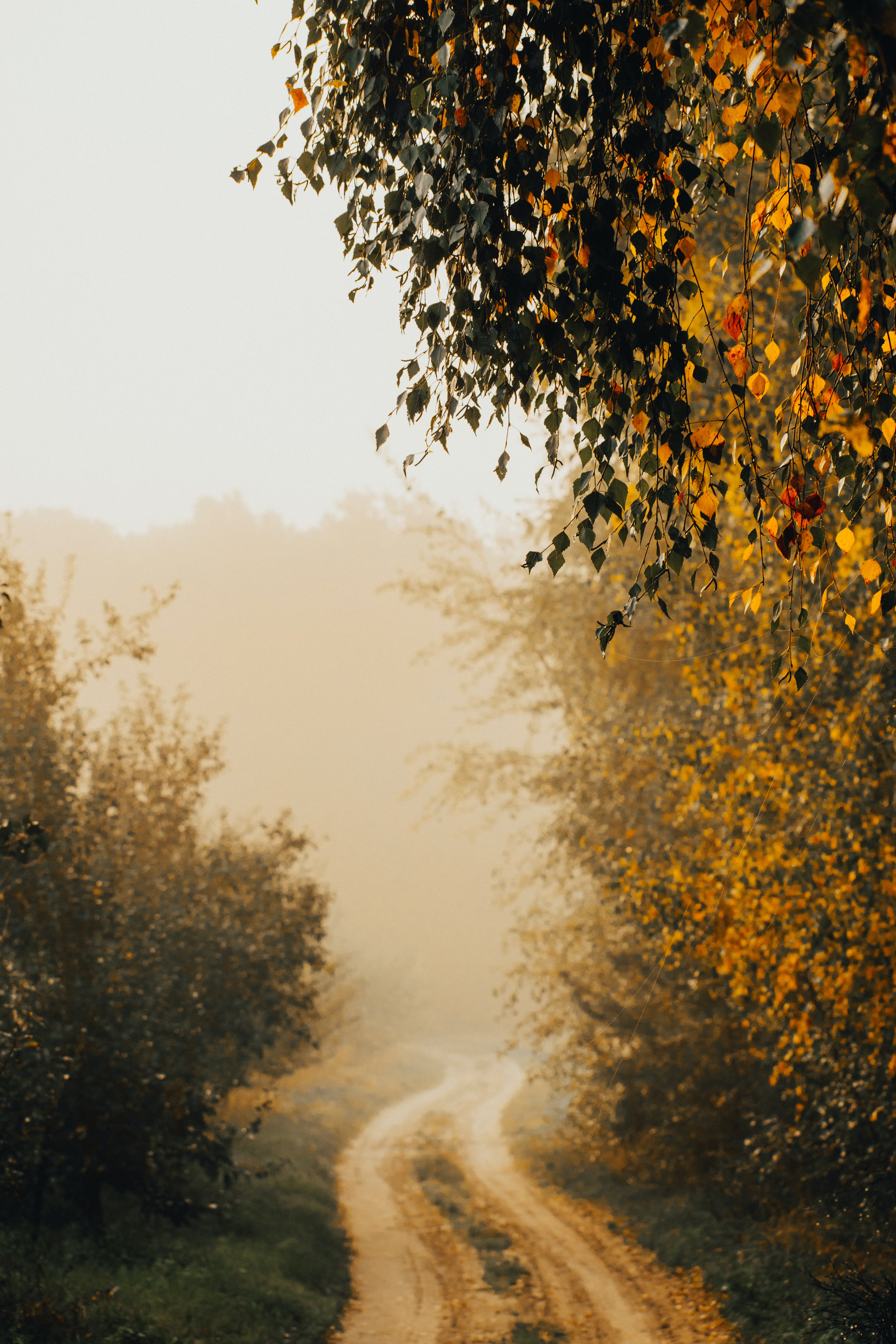 Road and Trees on a Foggy Autumn Day · Free