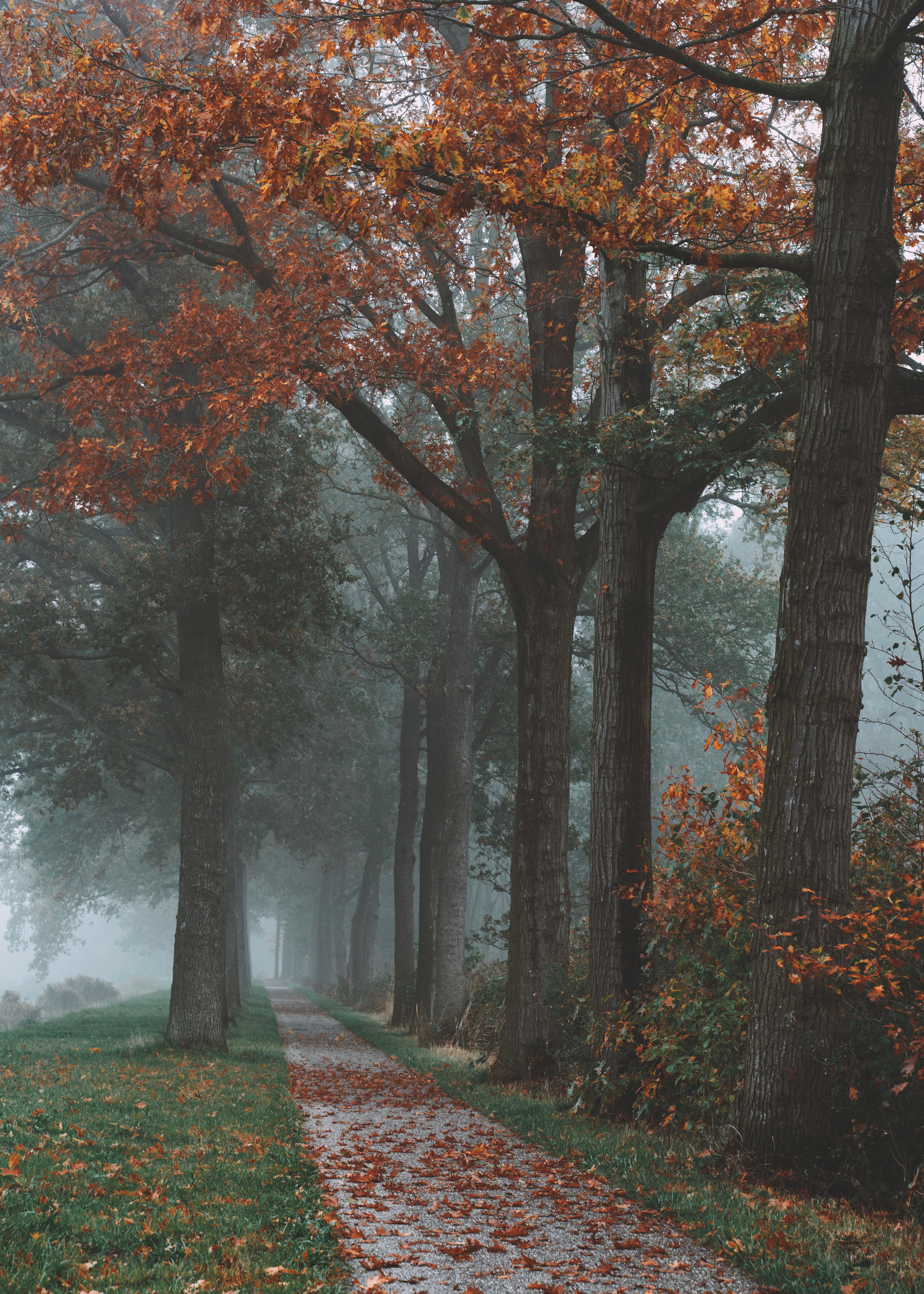 Mobile wallpaper: Fog, Landscape, Trees, Autumn, Path, Park, Nature, 150355 download the picture for free