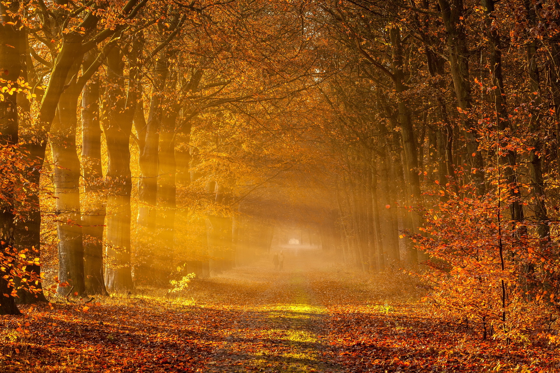 autumn, Road, Landscape, Mist Wallpaper HD / Desktop and Mobile Background