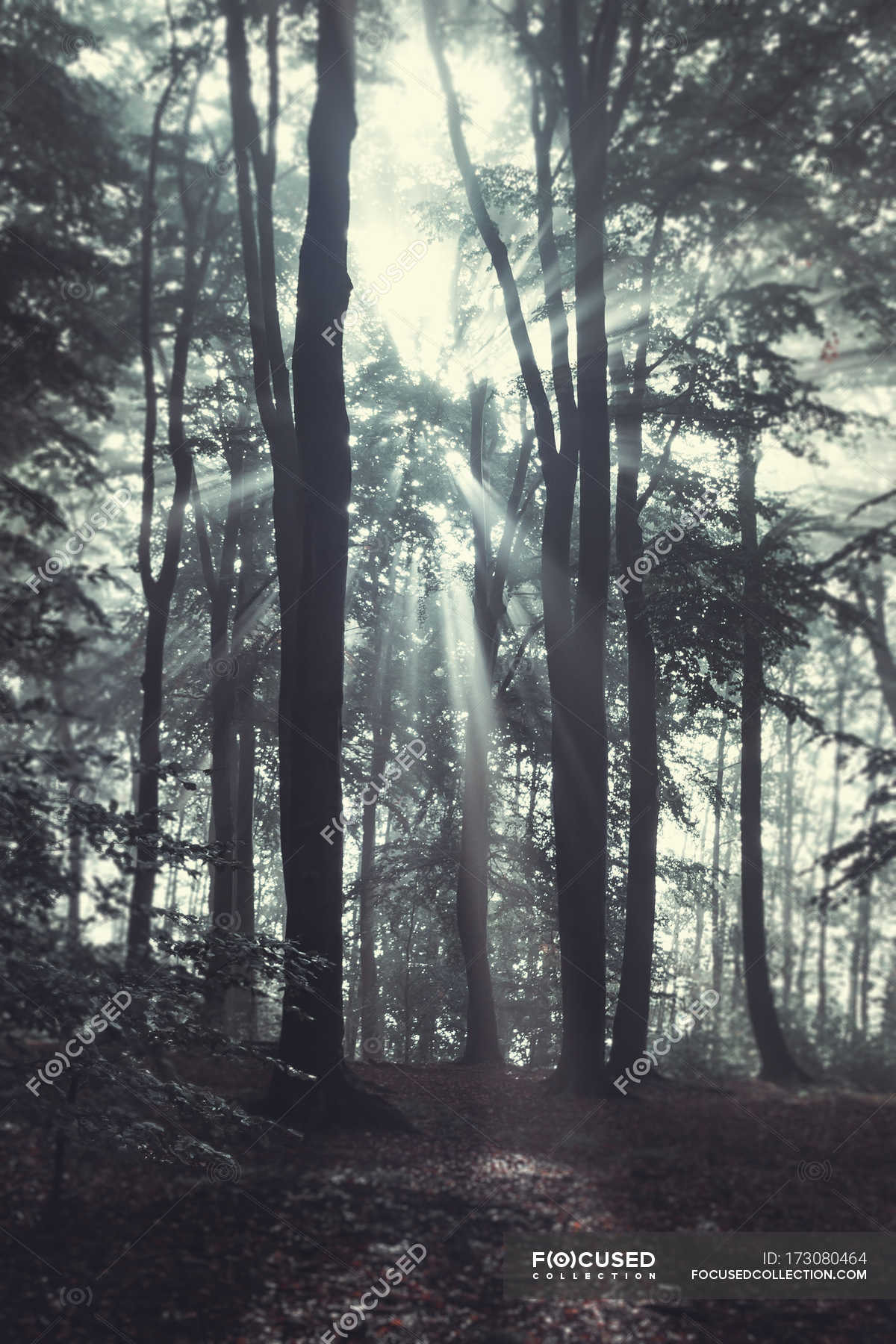 Forest at misty autumn day in backlight, Wuppertal, Germany