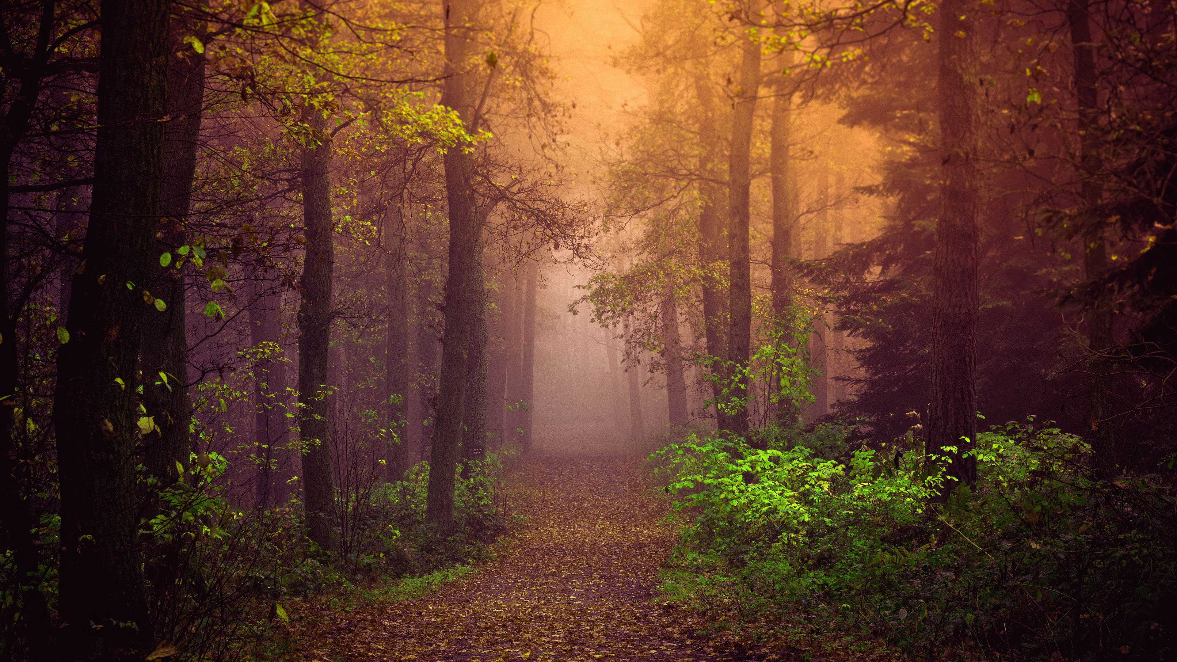 Autumn Wallpaper 4K, Mist, Forest, Path, Trees, Fog