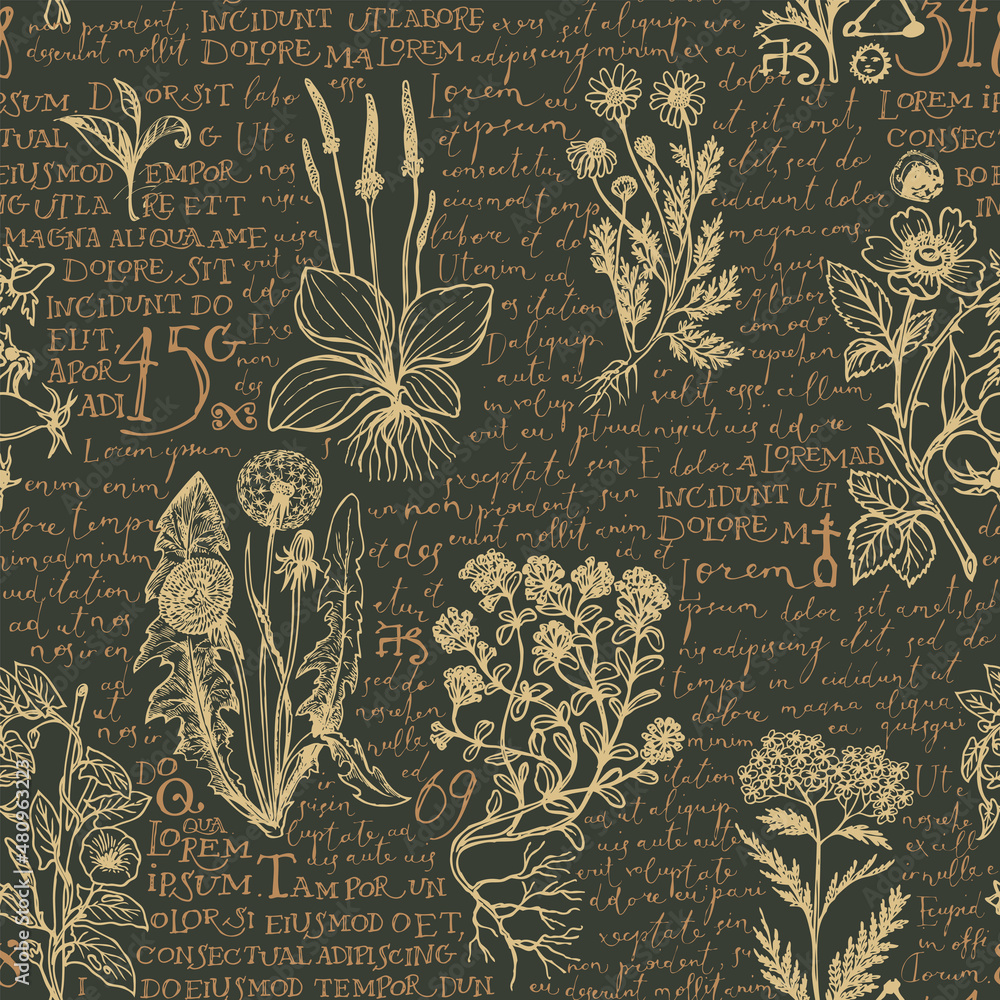 Seamless Pattern With Hand Drawn Medicinal Herbs And Handwritten Text Lorem Ipsum On A Dark Backdrop. Retro Wallpaper, Wrapping Paper, Fabric Design. Vector Background On The Theme Of Herbal Medicine Stock Vector