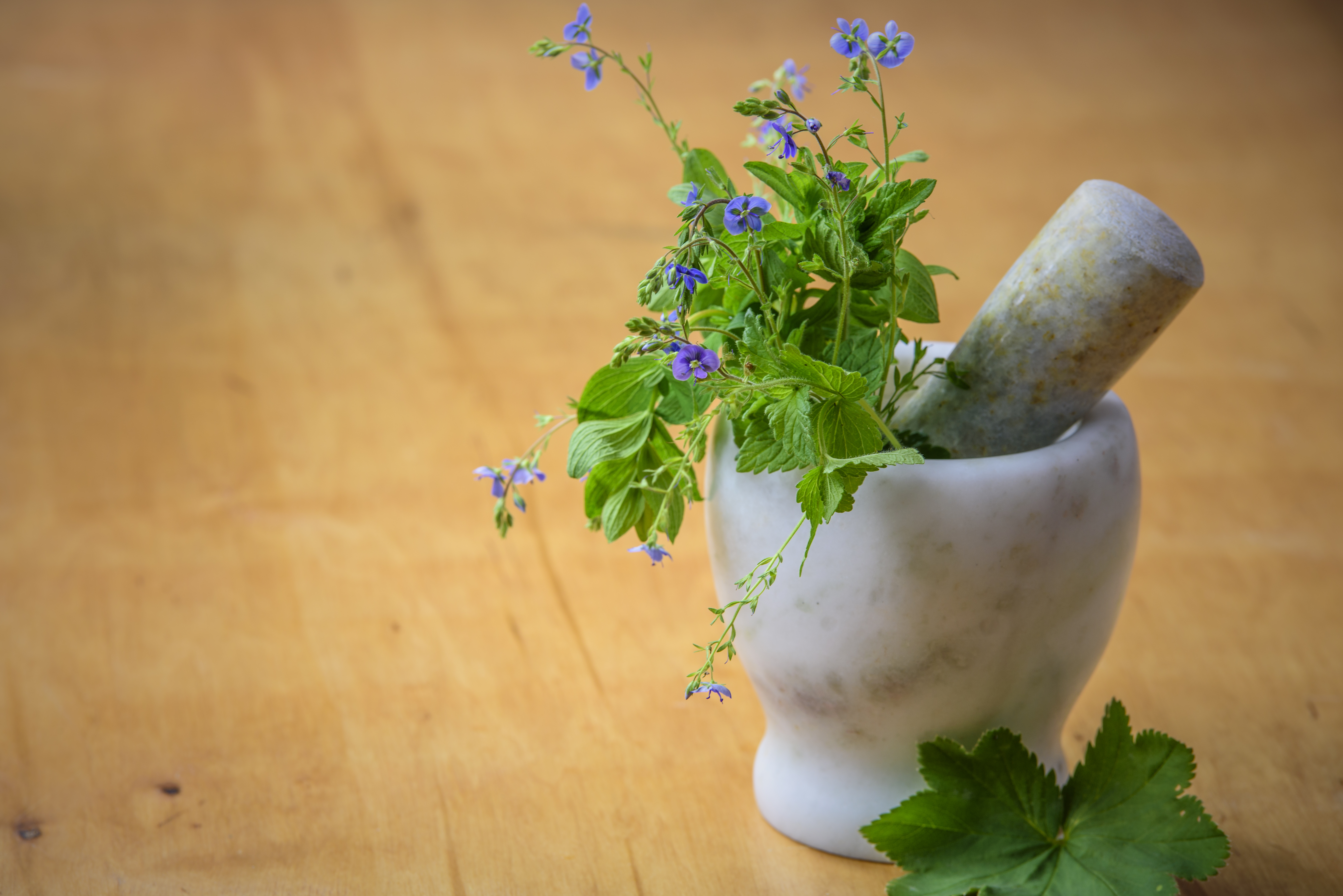 Herbal Medicine Photo, Download Free Herbal Medicine & HD Image