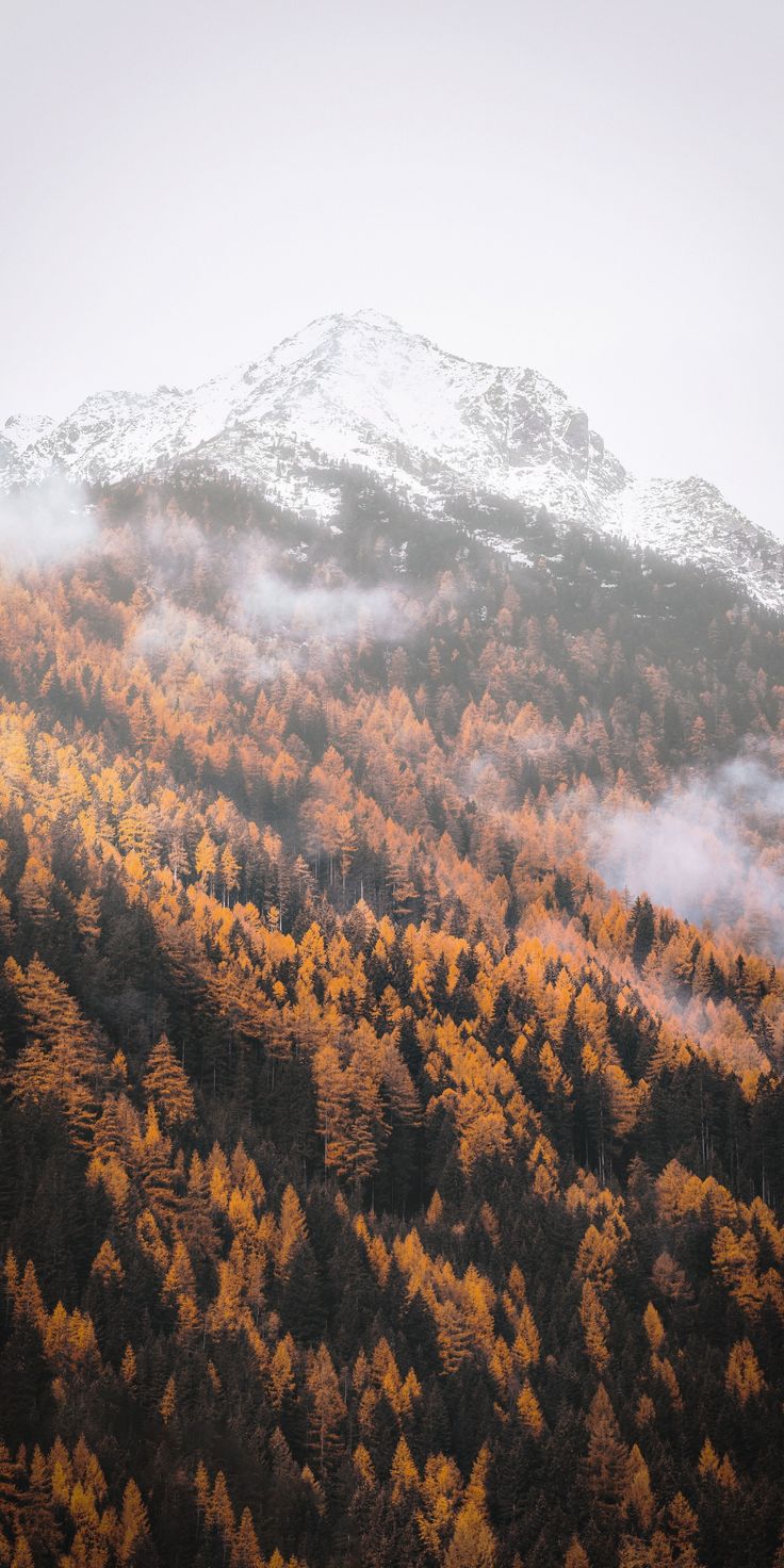 Autumn, forest, tree, yellow, mountains, 1080x2160 wallpaper. Mountains aesthetic, Fall wallpaper, Autumn forest