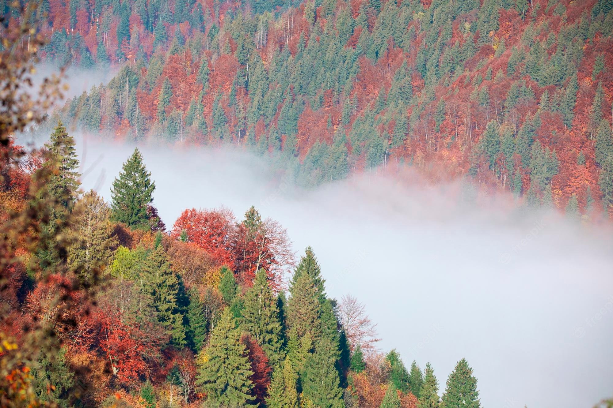Premium Photo. Autumn mountain forest in the fog at dawn. drone view. bright multicolored coniferous talist trees on the slopes of the mountains. top view