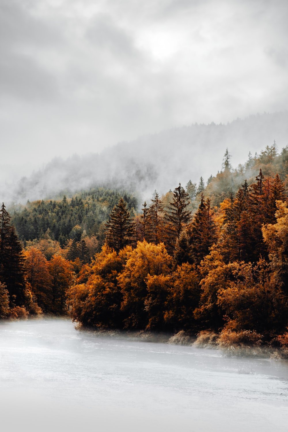 Autumn Forest Picture. Download Free Image