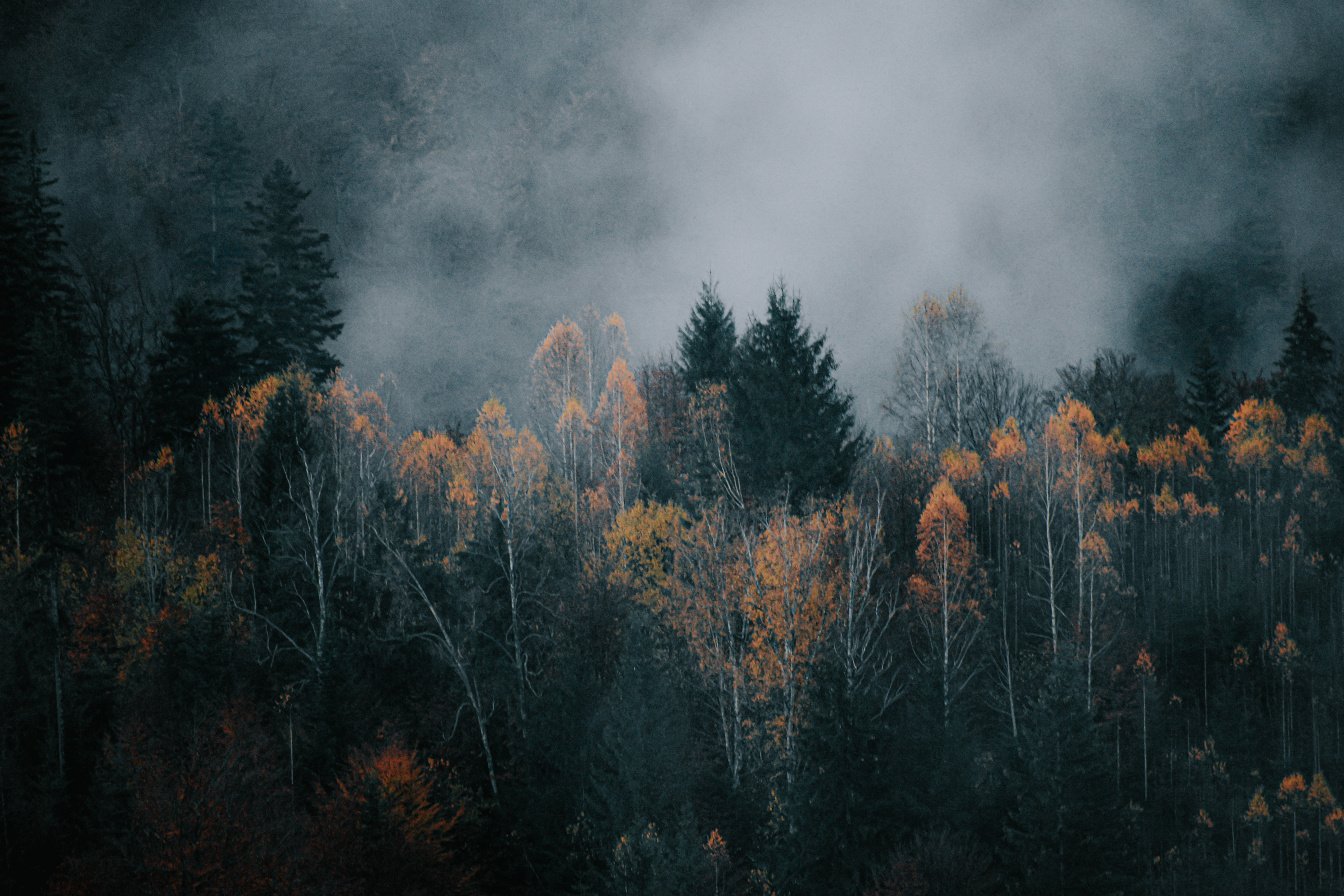 Fog over dark autumn forest · Free