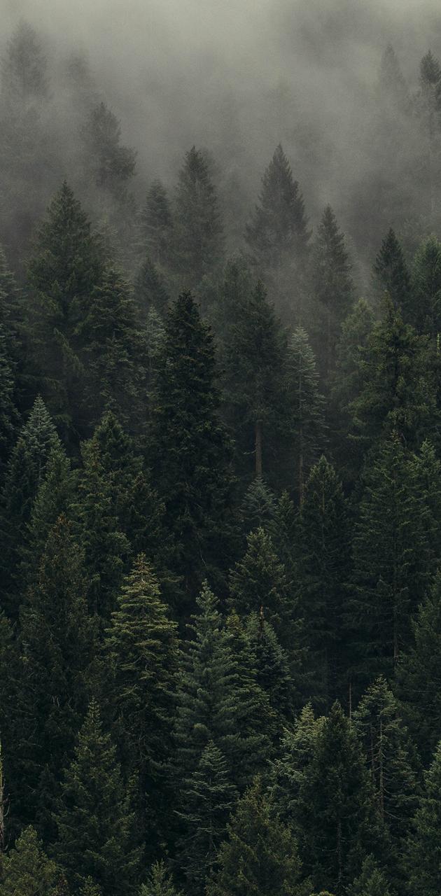 Foggy Forest wallpaper