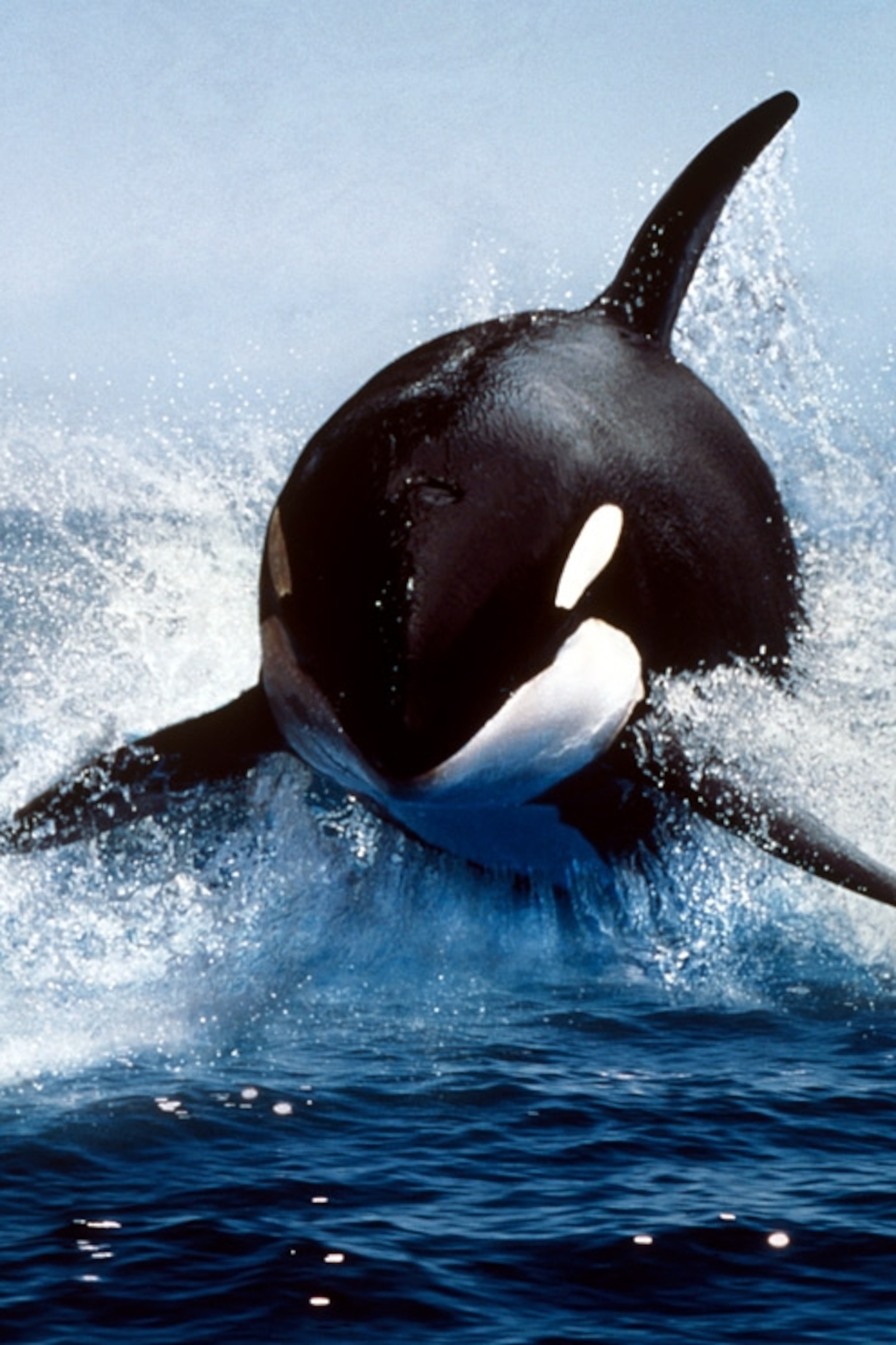 iPhone Orca Wallpapers - Wallpaper Cave