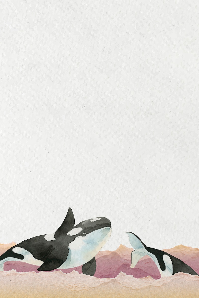 Killer Whale Image Wallpaper