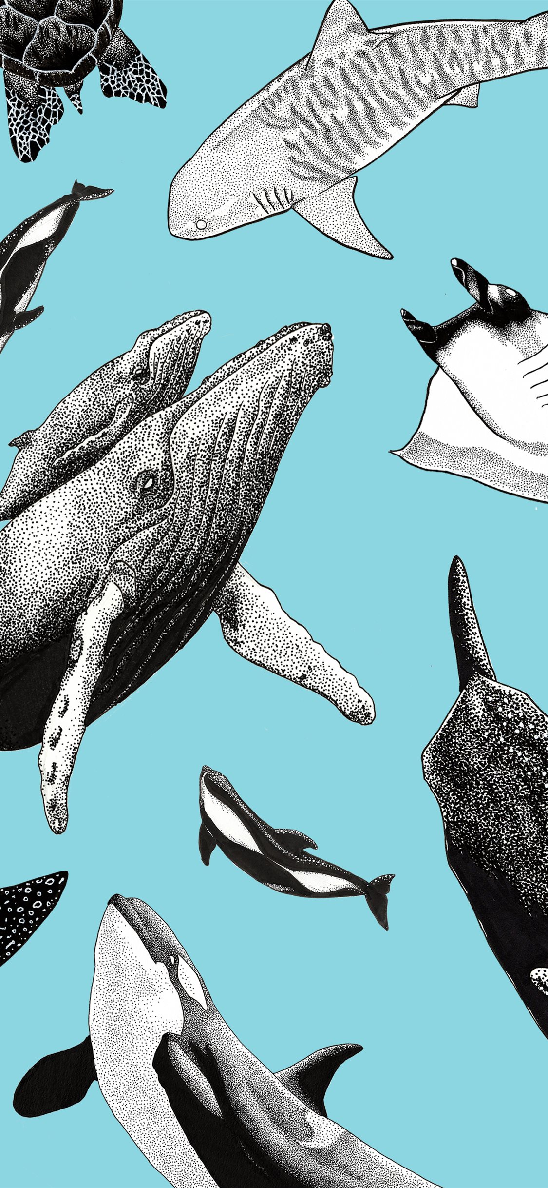 Orca Top Free Orca Access iPhone Wallpaper Free Download