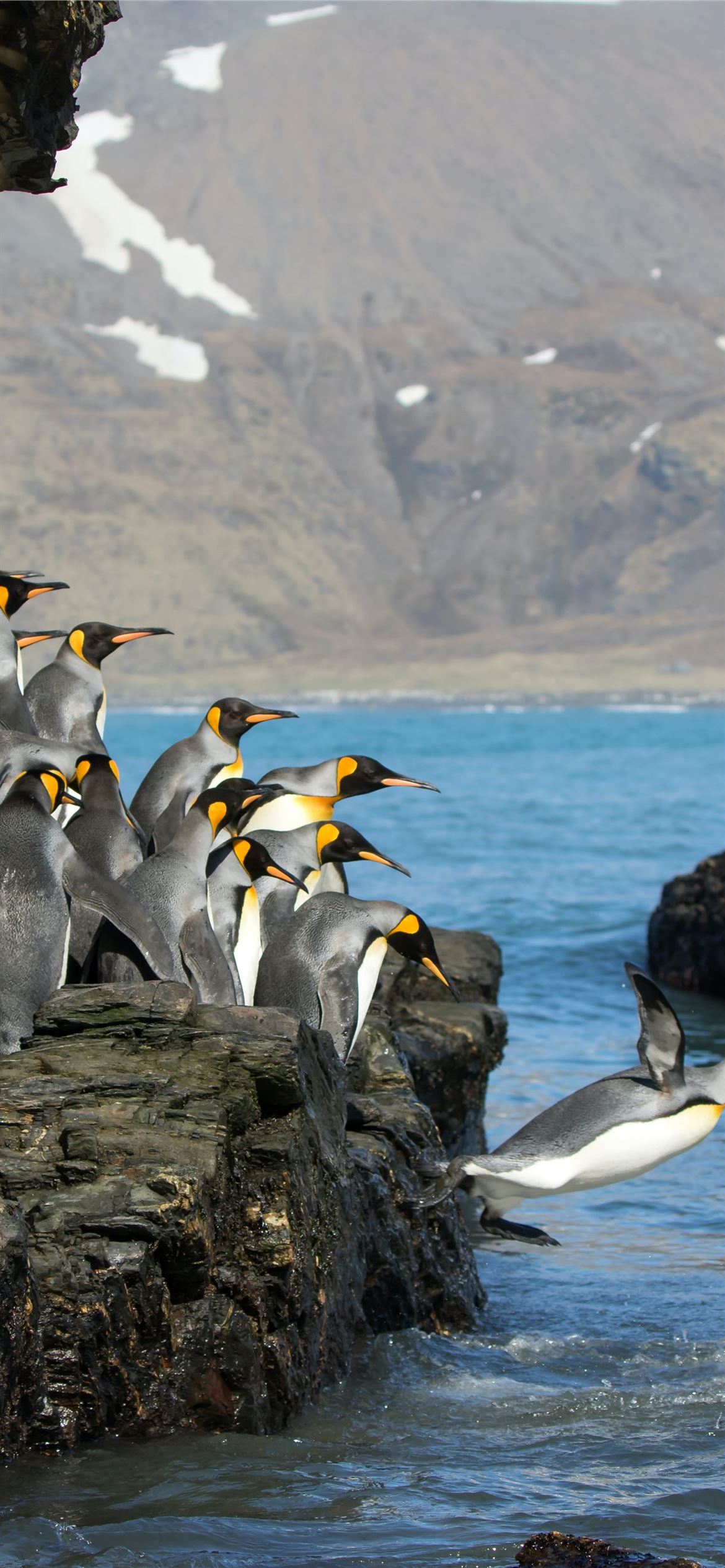 penguins standing on rock formation iPhone Wallpaper Free Download