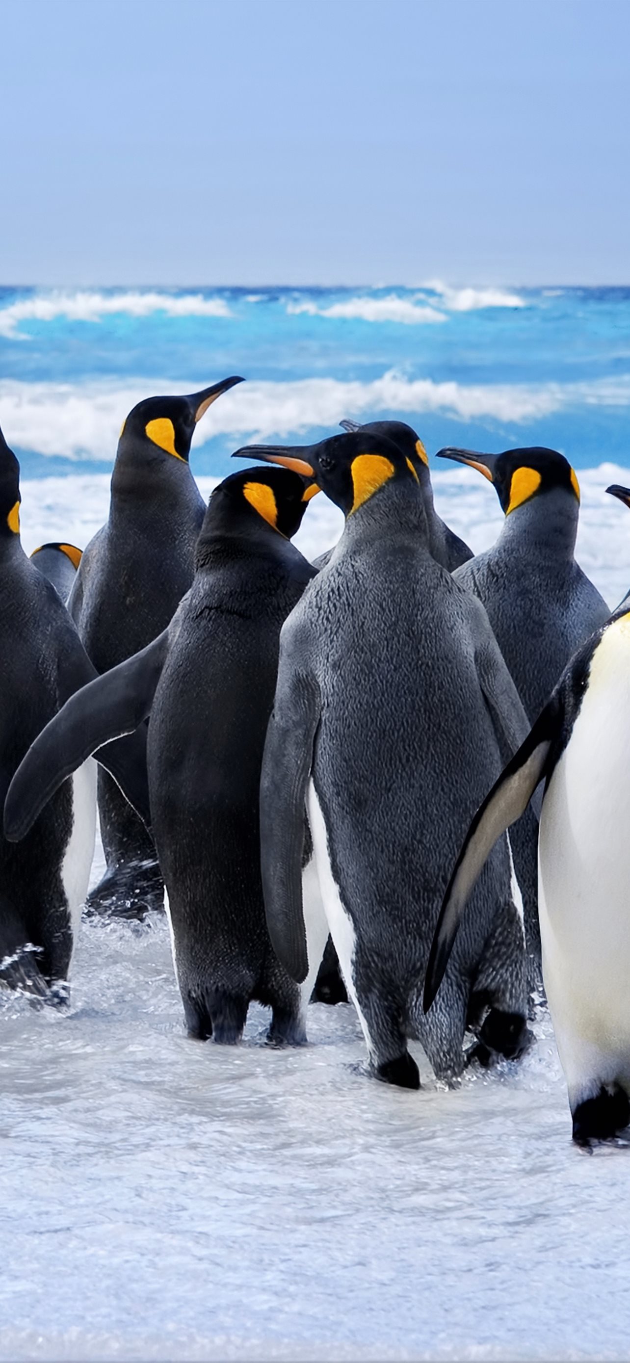 penguin iPhone Wallpaper Free Download