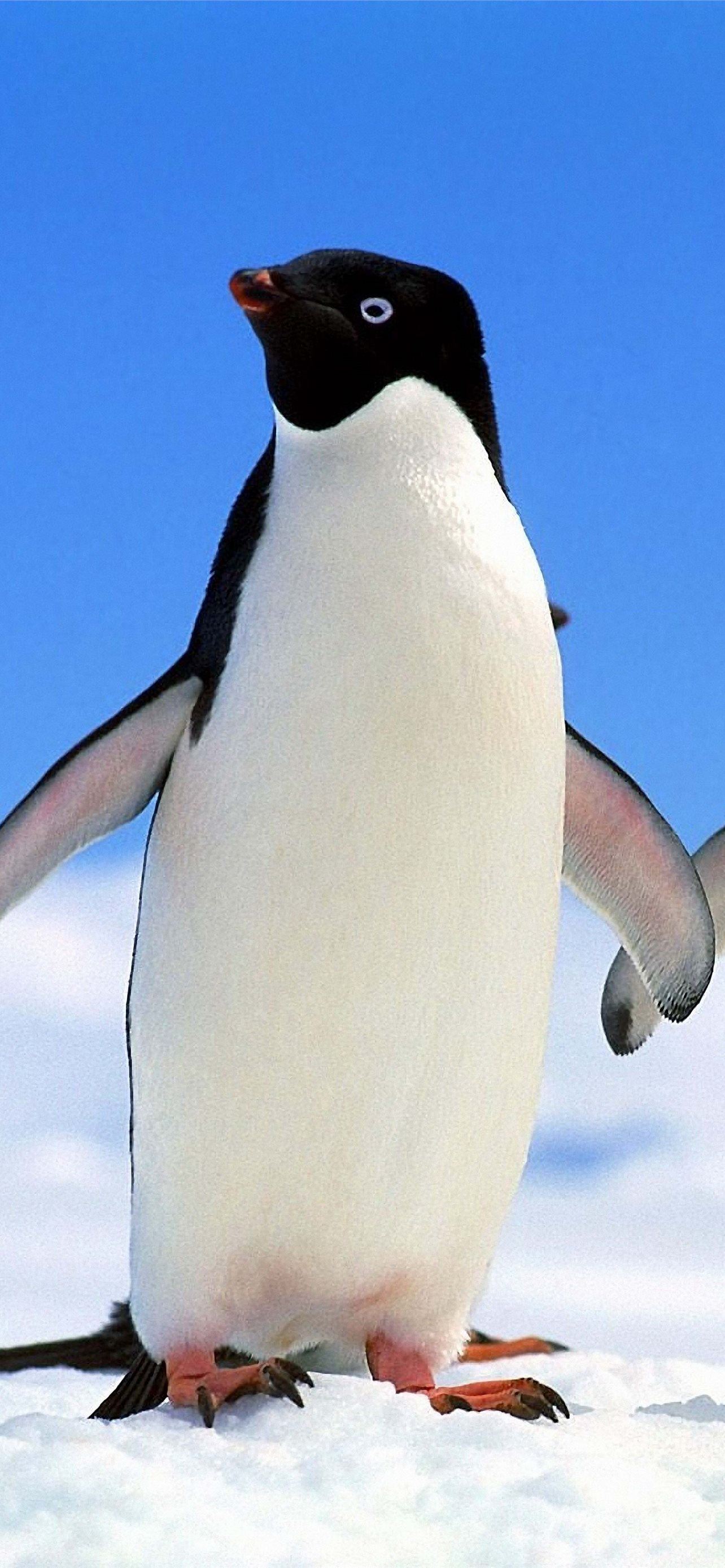 penguin iPhone Wallpaper Free Download