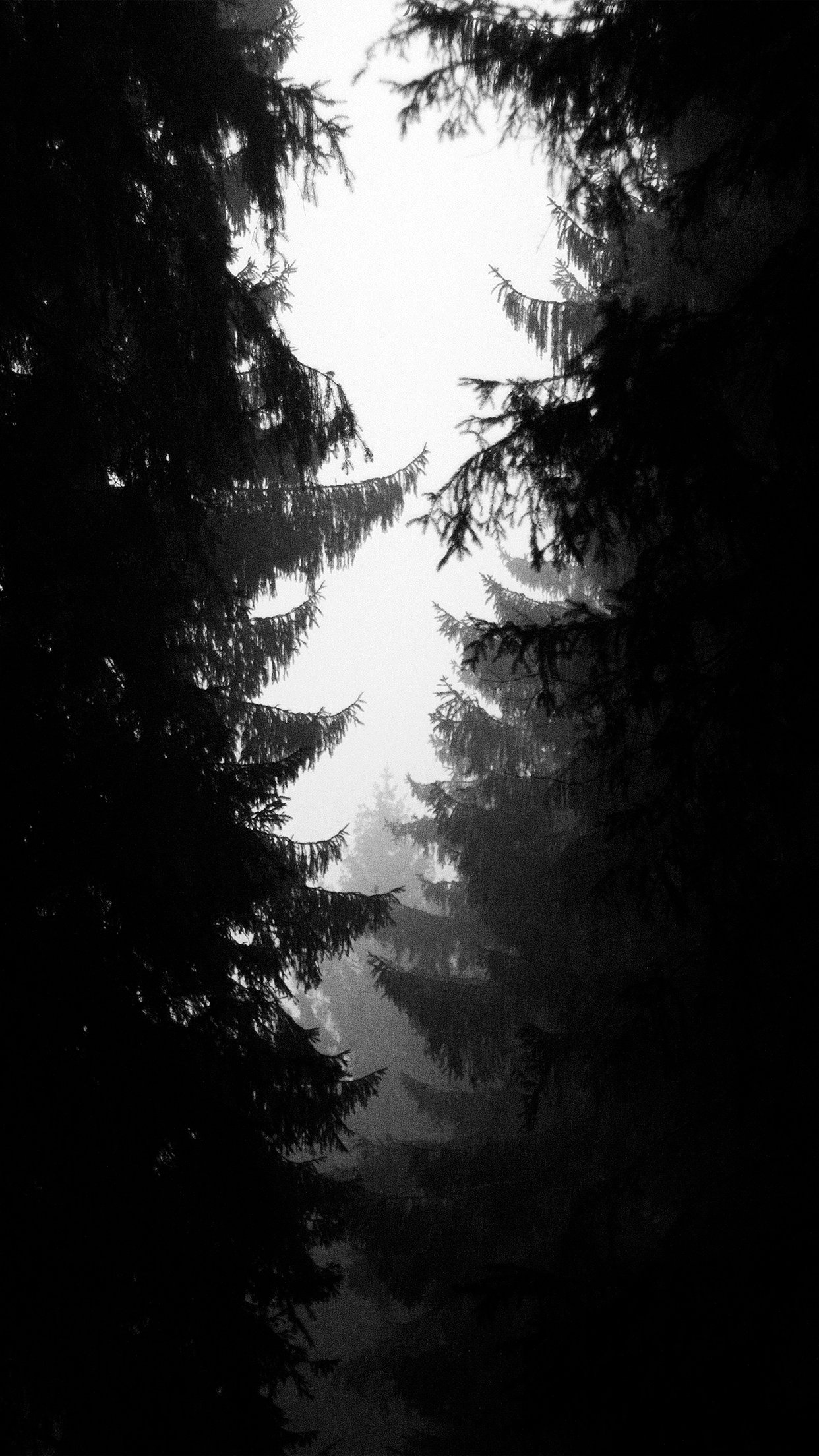 Wood Tree Simple Nature Bw Dark