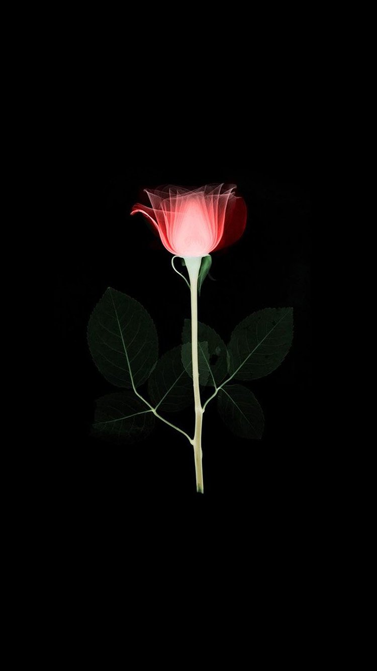 iPhone 6 wallpaper. flower xray simple minimal red rose dark art illustration
