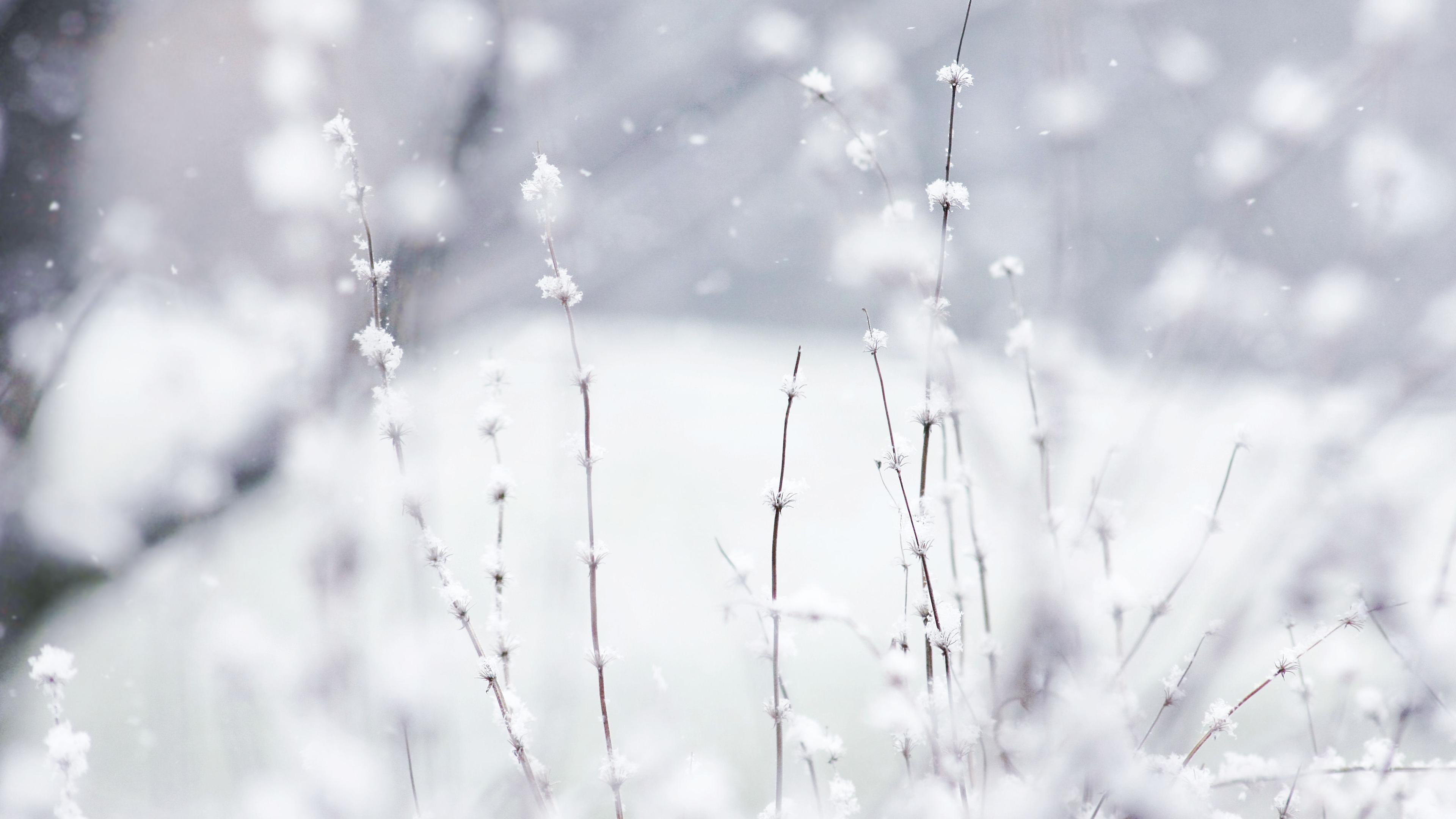 Frozen grass white winter wallpaper