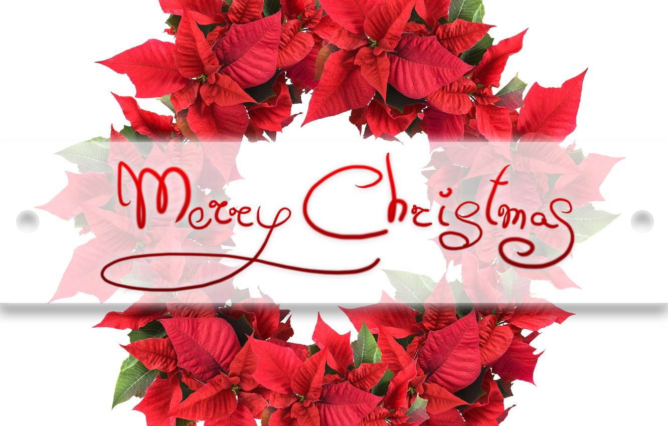 Wallpaper leaves, holiday, the inscription, Christmas, red, white background, New year, wreath, Merry Christmas image for desktop, section новый год