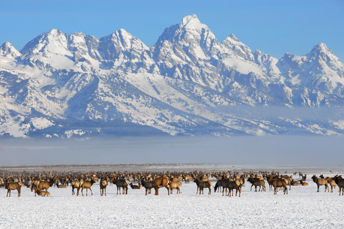 Grand Teton National Park Winter Tours Roam Tours