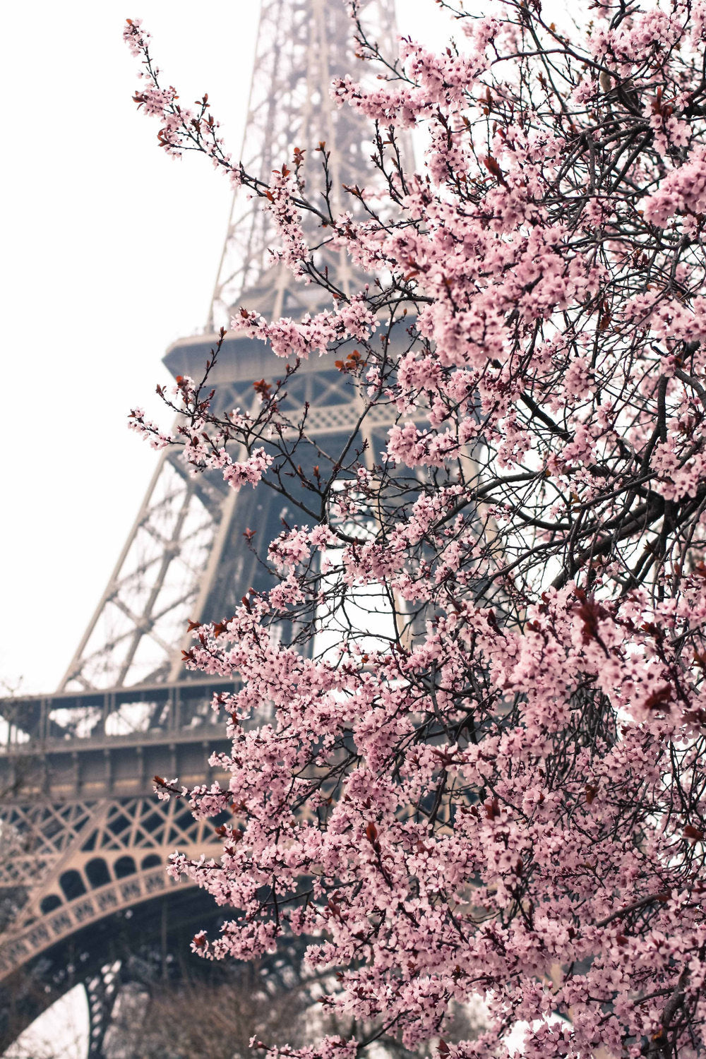 Pink Cherry Blossoms in front of the Eiffel Tower