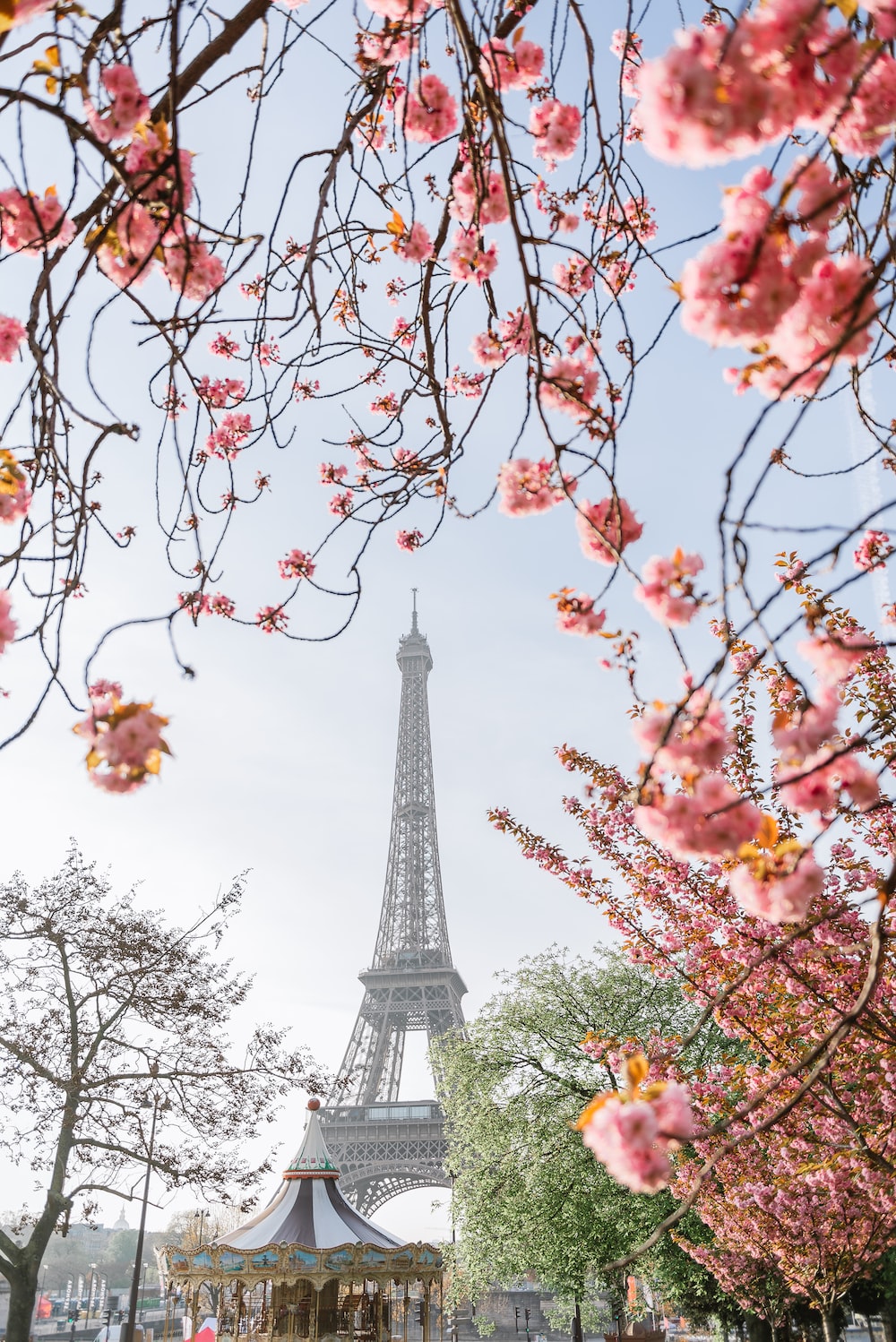 pink and white flowers near eiffel tower during daytime photo