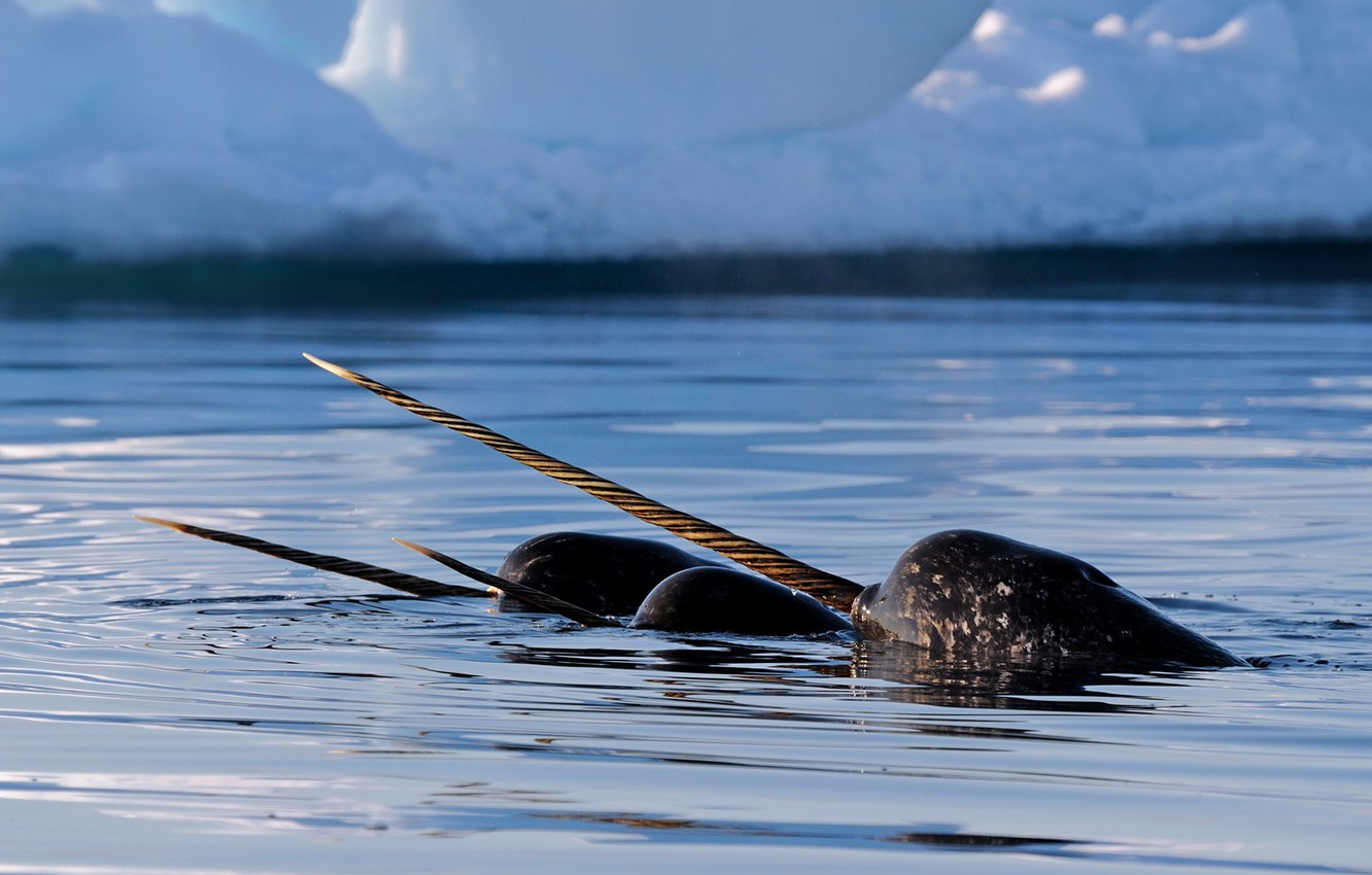 Wallpaper Canada, Nunavut, Tusk, narwhal image for desktop, section животные