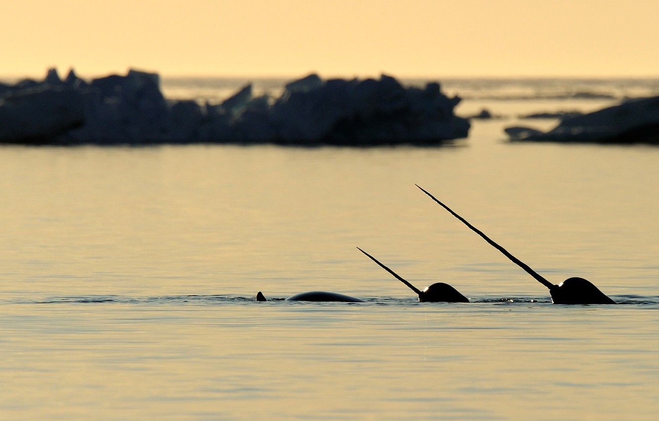 Wallpaper Canada, Nunavut, Tusk, narwhal, Baffin Island image for desktop, section животные
