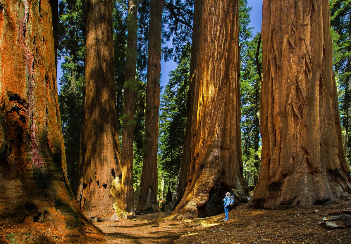 Things You Didn't Know about Sequoia and Kings Canyon National Parks. U.S. Department of the Interior