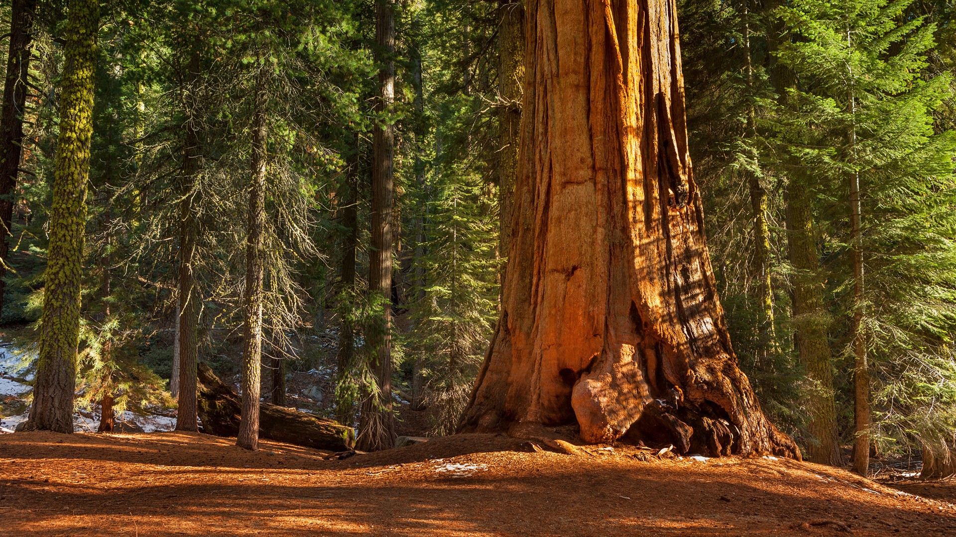 Massive ancient giant sequoias in groves in Kings Canyon National Park, California USA. Windows 10 Spotlight Image