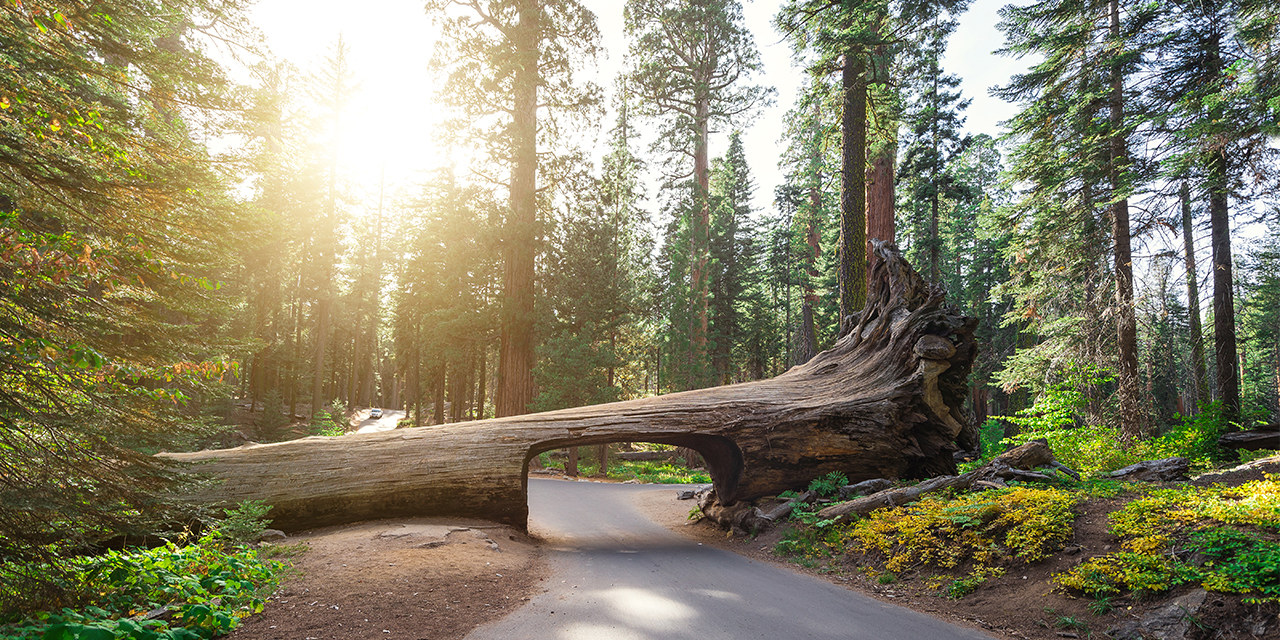 Things to do in Sequoia & Kings Canyon National Parks