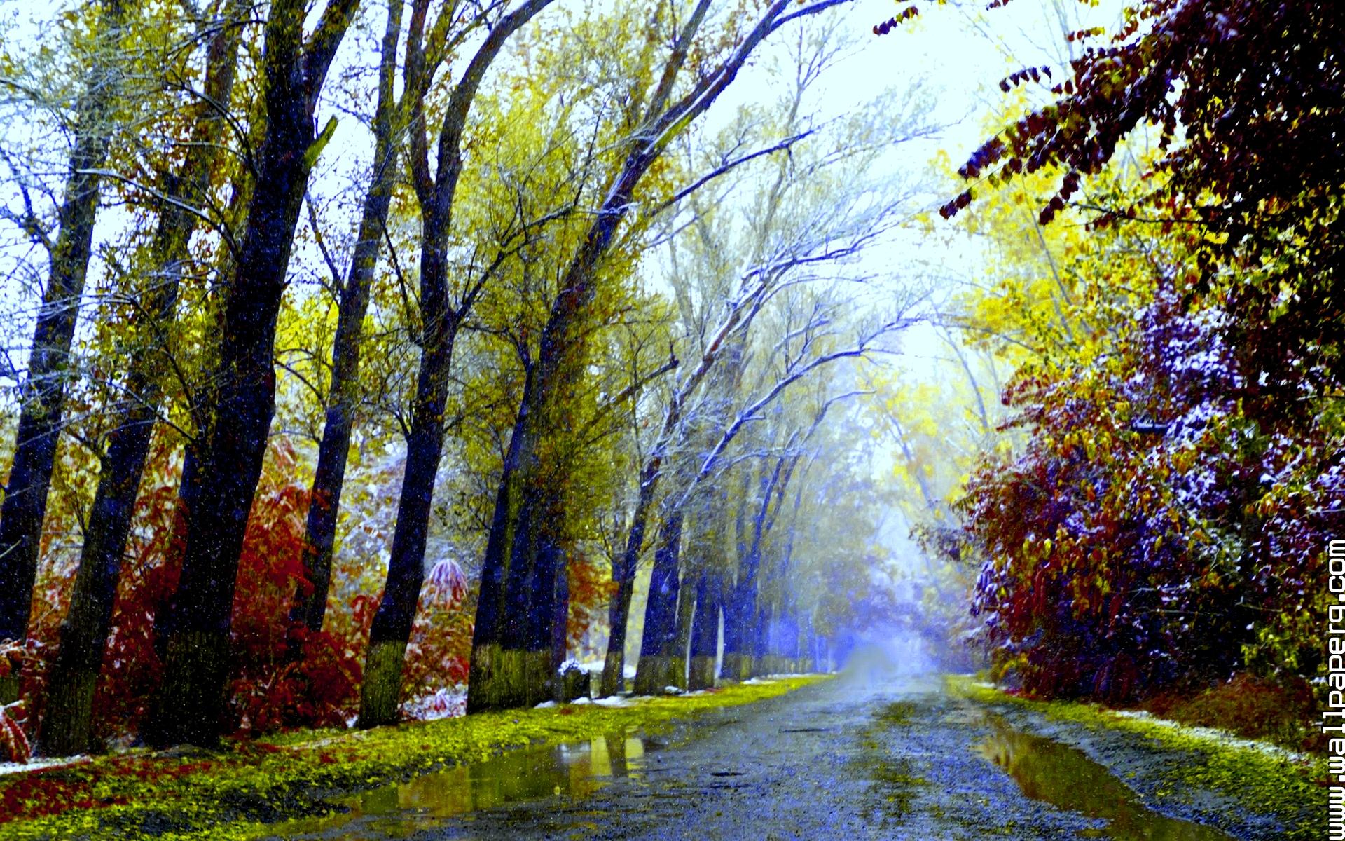 Download Just after rain HD wallpaper- For Mobile Phone