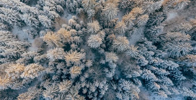 Wallpaper aerial view, pine trees, forest, snowfall, winter desktop wallpaper, HD image, picture, background, bfb5ad
