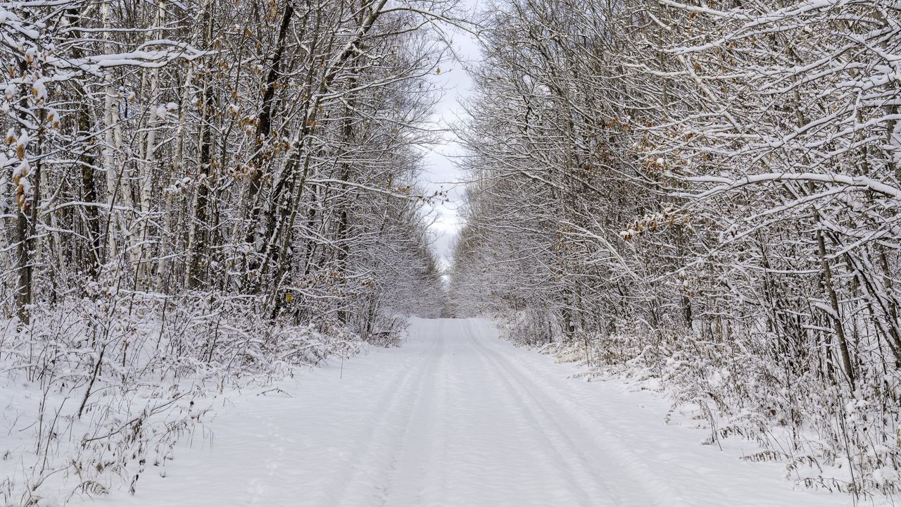Wallpaper road, trees, branches, snow, winter, nature hd, picture, image