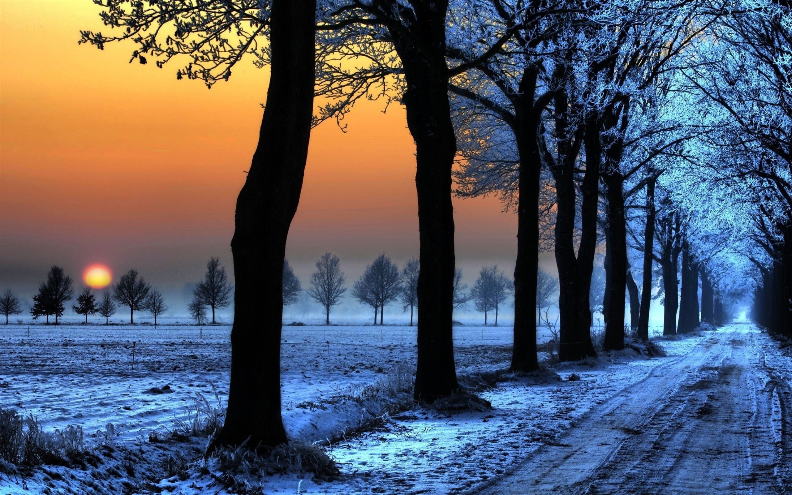 Sunrise Trees Path Mac Wallpaper Download