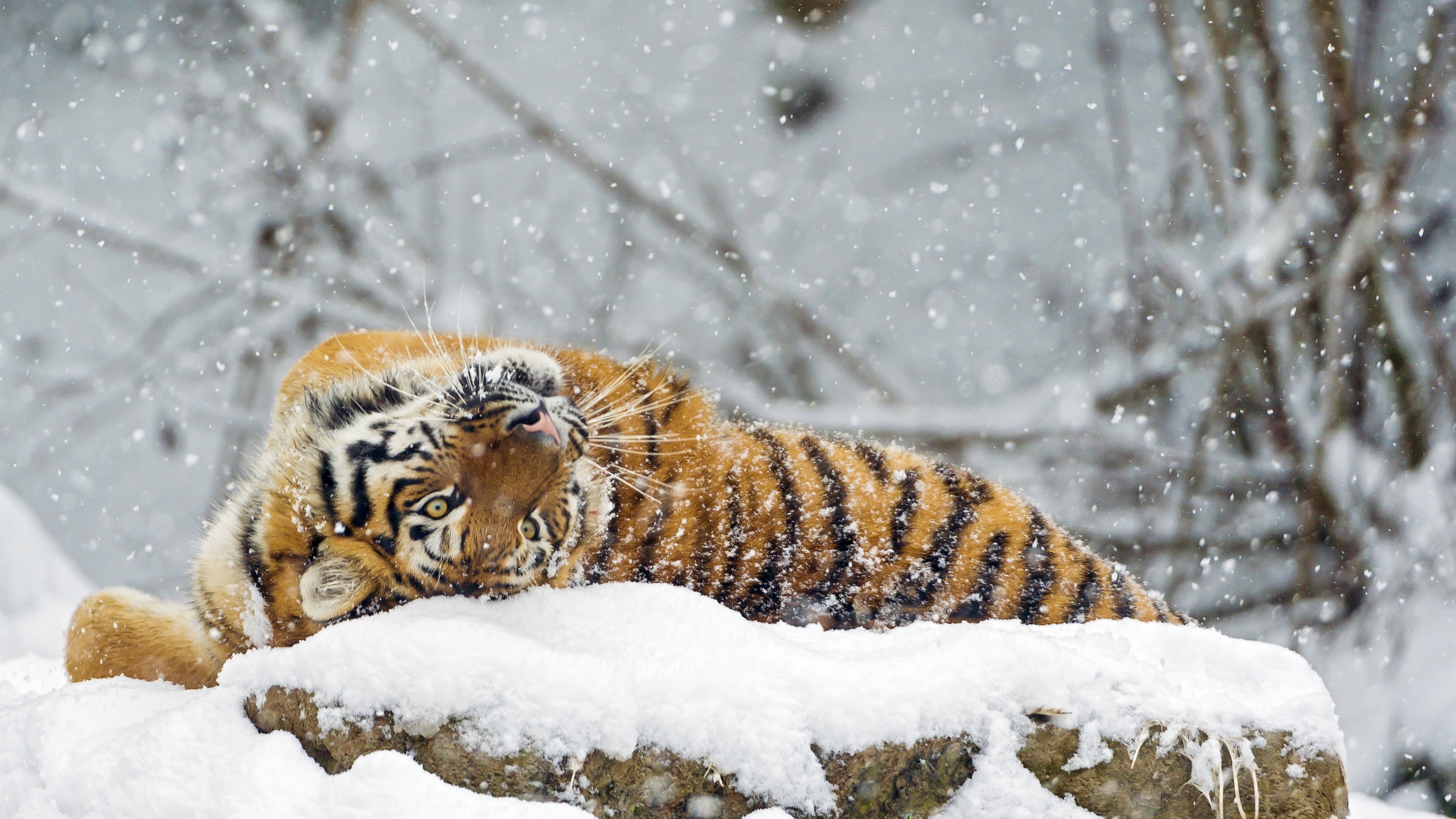 Wallpaper tiger, cute animals, snow, winter, 4k, Animals