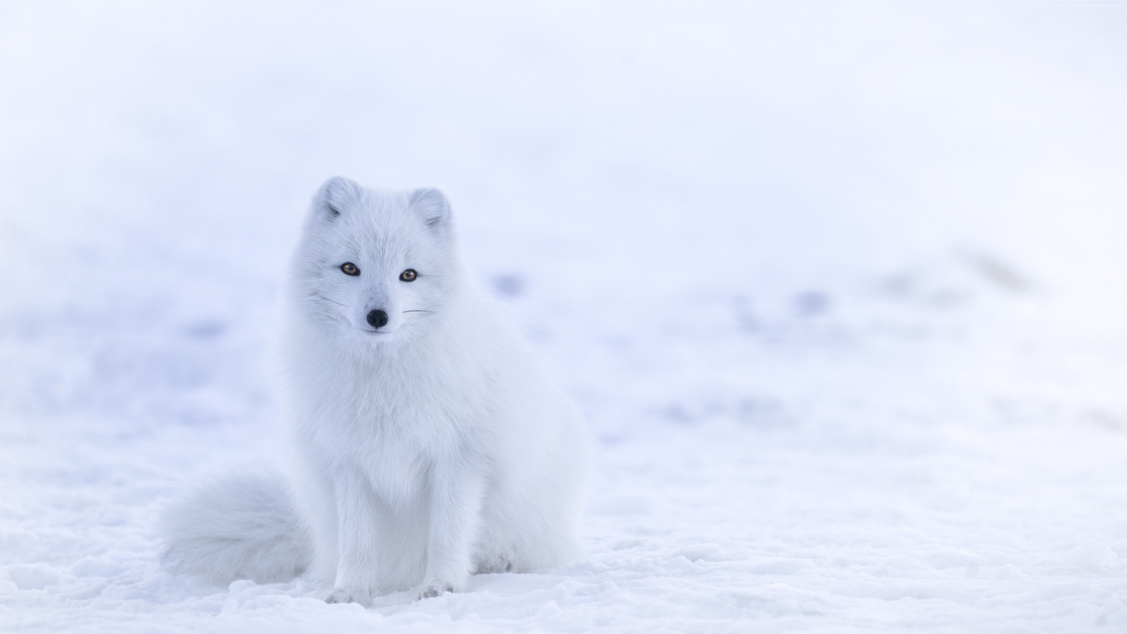 Wallpaper Arctic Fox Cute Animals Winter Snow White 8k Animals Wallpaper Arct. Animales Del ártico, Zorro Artico, Cachorros Blancos
