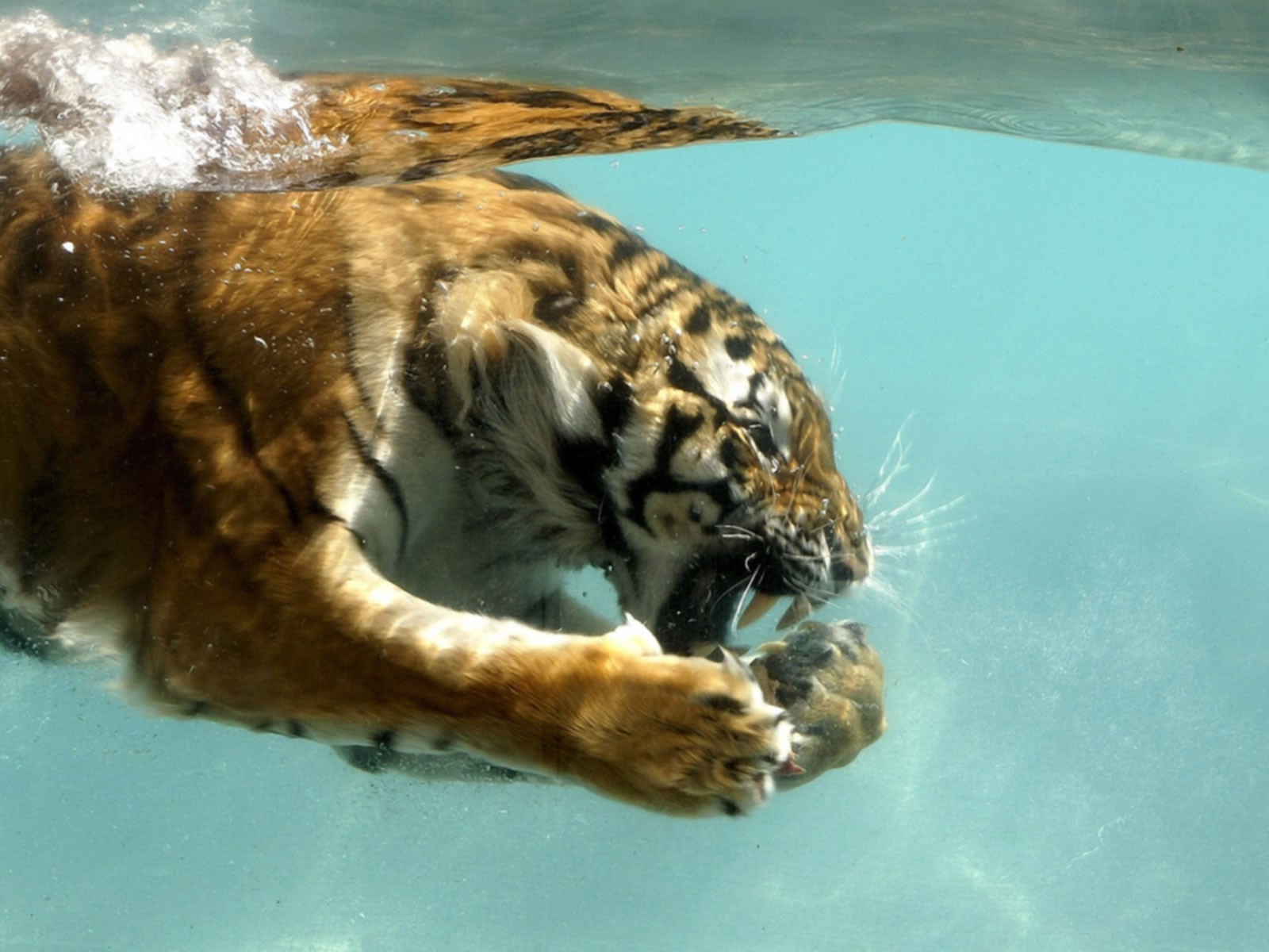 animals, Water, Tiger Wallpaper HD / Desktop and Mobile Background