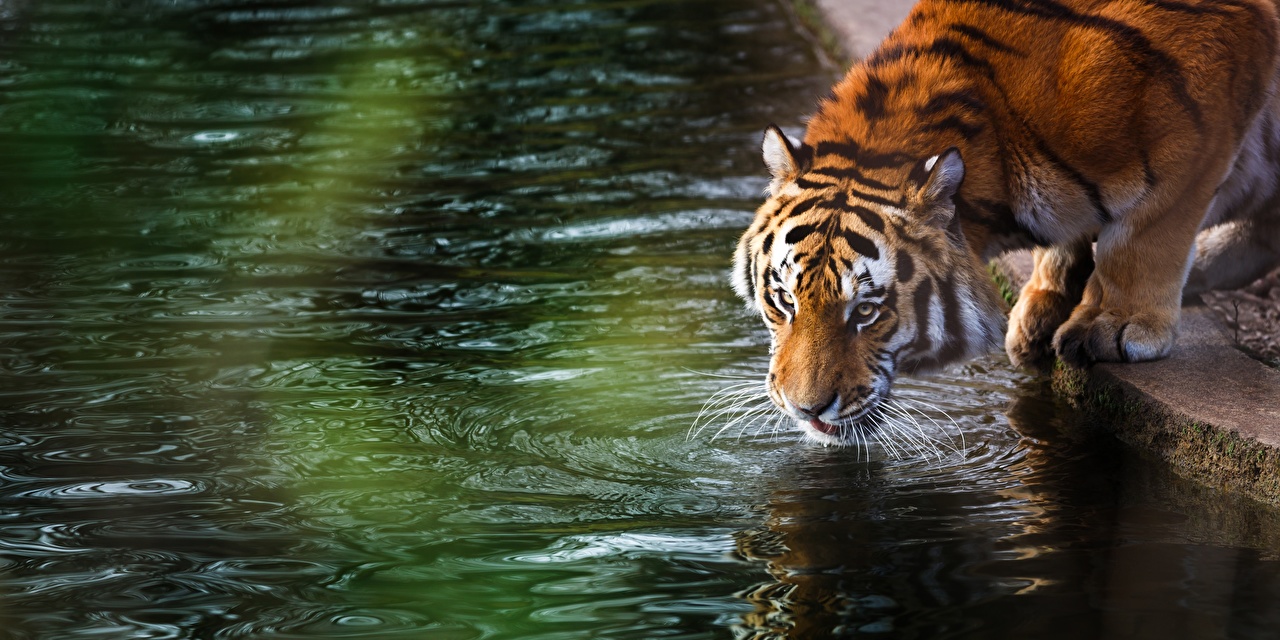 Desktop Wallpaper tiger Drinking water Water Animals