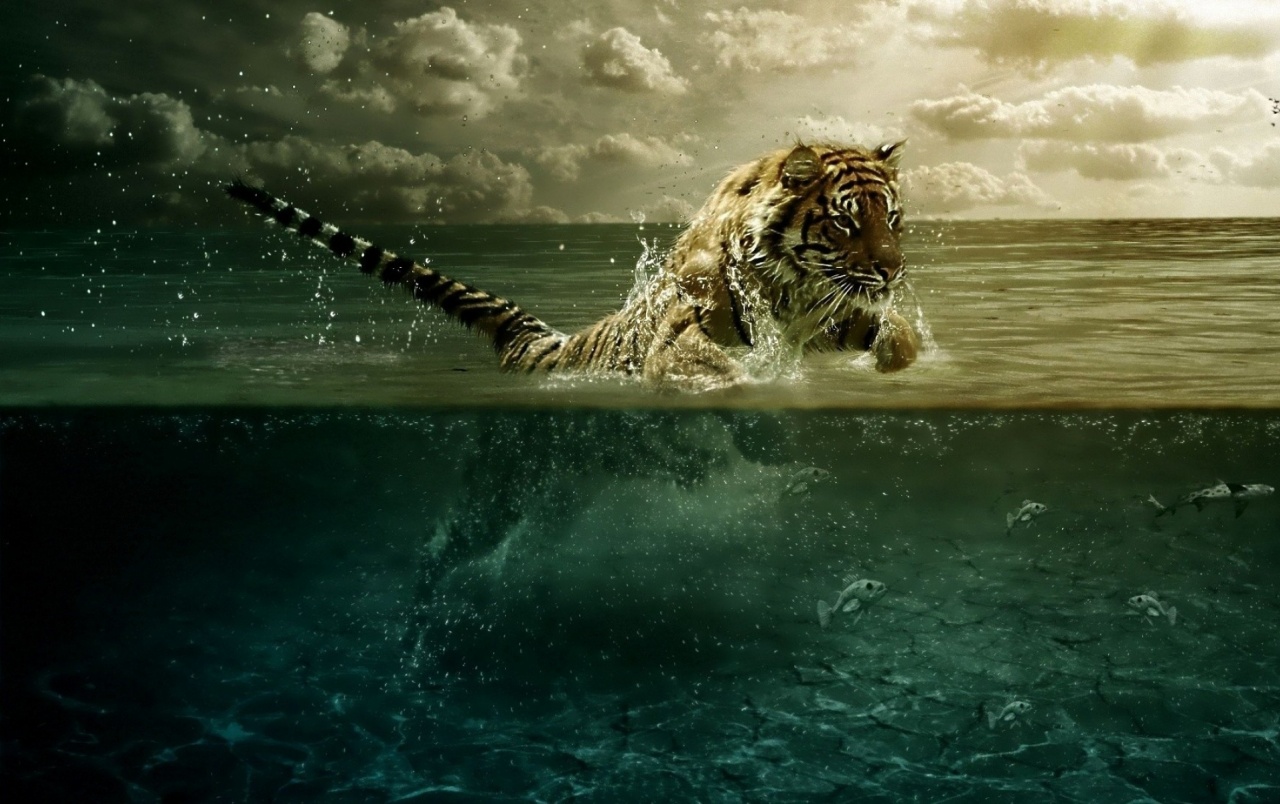 Tiger Water Leap Fishes wallpaper. Tiger Water Leap Fishes