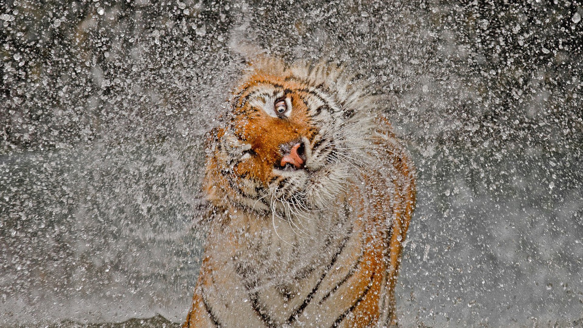 Big cats Tigers Spray Animals drops water tiger wallpaperx1080